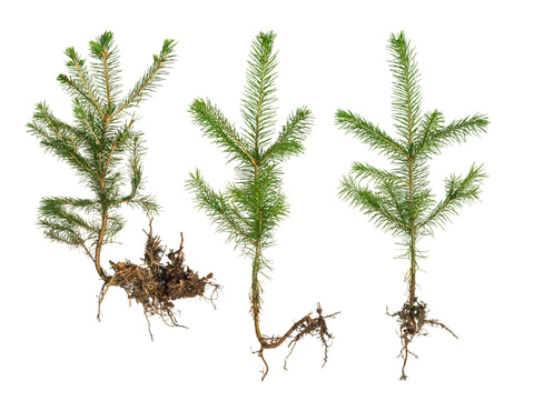Loblolly Pine