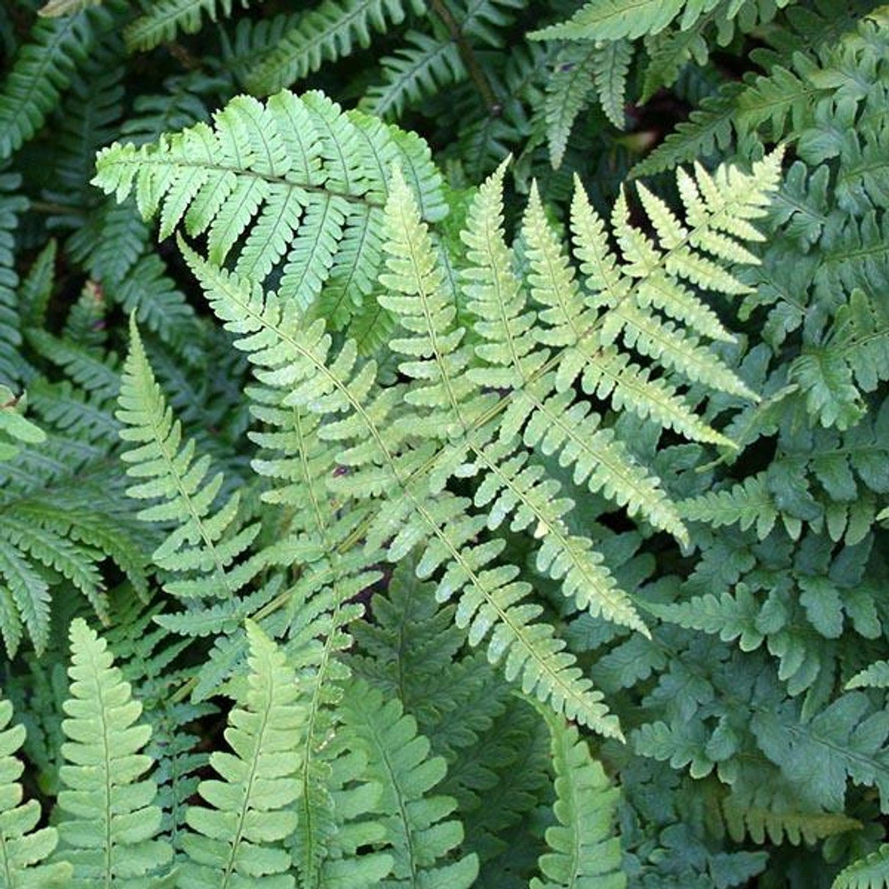 Leatherwood Fern For Sale | Nance Plants