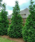 Leyland Cypress for sales