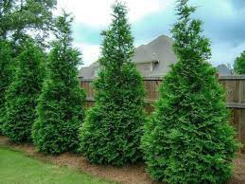 Leyland Cypress for sales