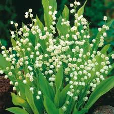 Lily of the Valley for sales