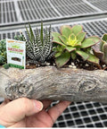 Log Succulent Combo for sales