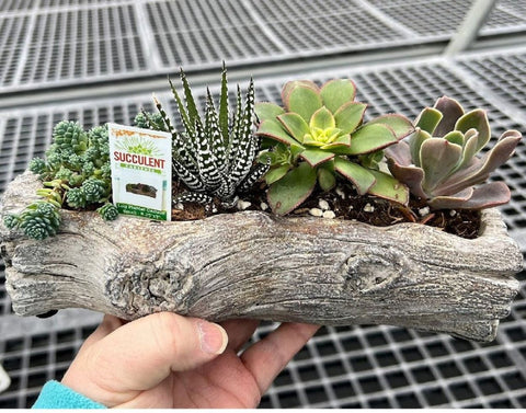 Log Succulent Combo for sales