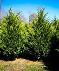 Murray Cypress for sales