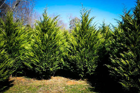 Murray Cypress for sales