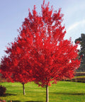 October Glory Maple for sales