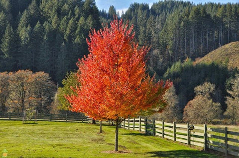 October Glory Maple for sales