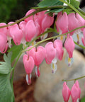 Old Fashioned Bleeding Heart for sales