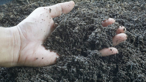 Organic Worm Castings for sales