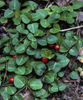 Partridge Berry for sales