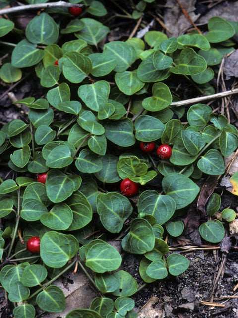 Partridge Berry for sales