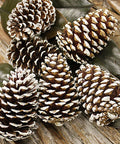 Pine Cones for sales