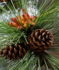 Pine Cones for sales