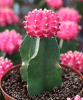 Pink Grafted Moon Cactus for sales