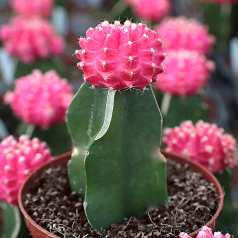 Pink Grafted Moon Cactus for sales