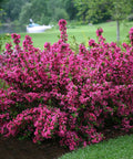 Pink Weigelia for sales