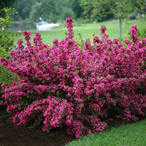 Pink Weigelia for sales