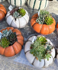 Pumpkin Heirloom Succulents for sales