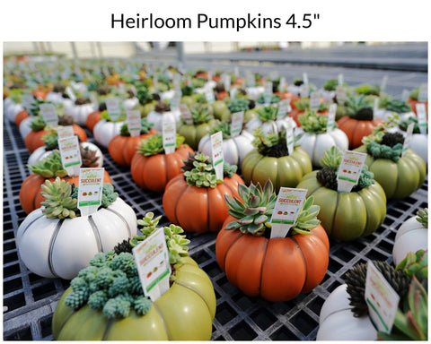 Pumpkin Heirloom Succulents for sales