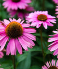 Purple coneflower