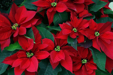Real Poinsettia for sales