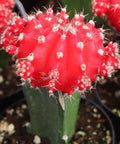 Red Grafted Cactus for sales