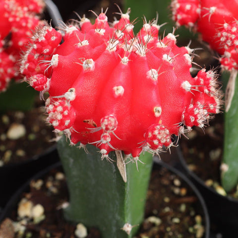Red Grafted Cactus for sales