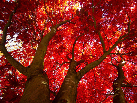 Red Maple