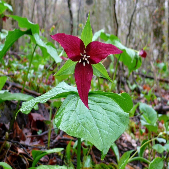 Red Trillium For Sale | Buy 1 Get 1 Free | Native Trillium Plants
