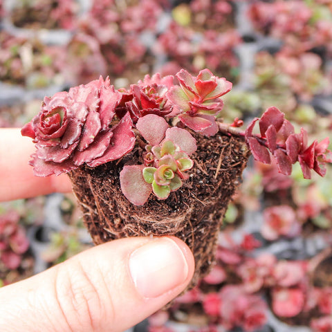 Dragons Blood Sedum