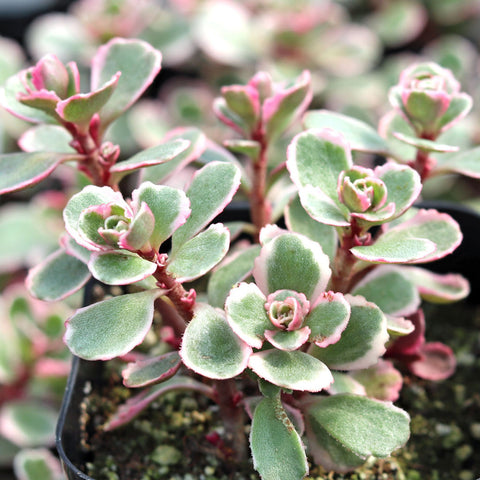 Tri-color Sedum
