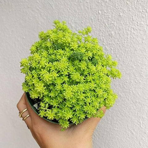 Gold Moss Sedum