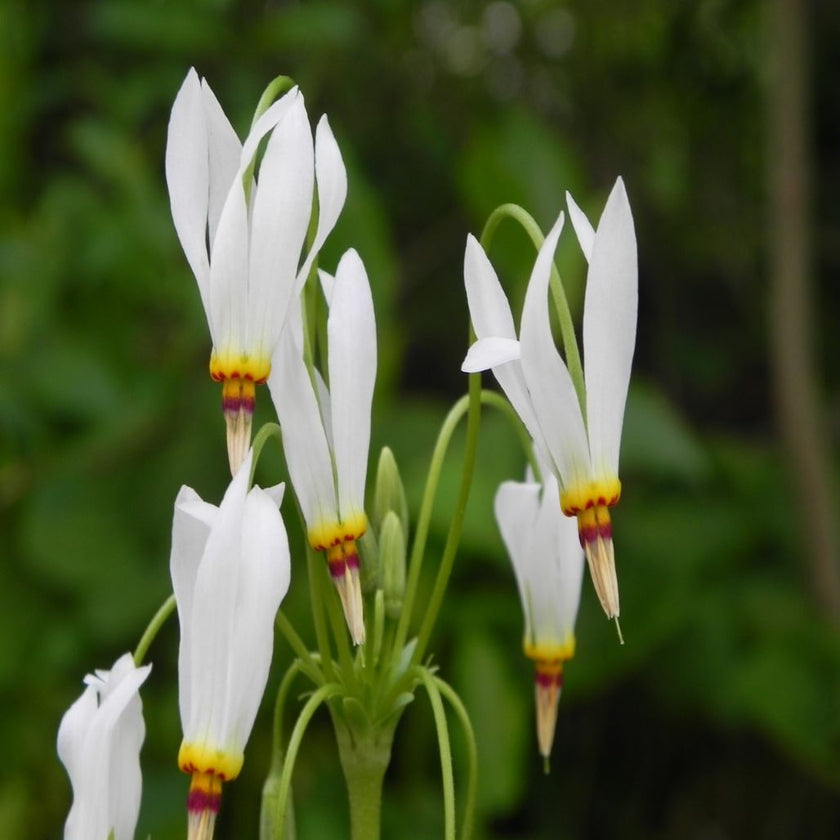 Eastern Shooting Star (Primula meadia) 9 Shooting Star Flowers