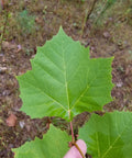 sycamore leaf