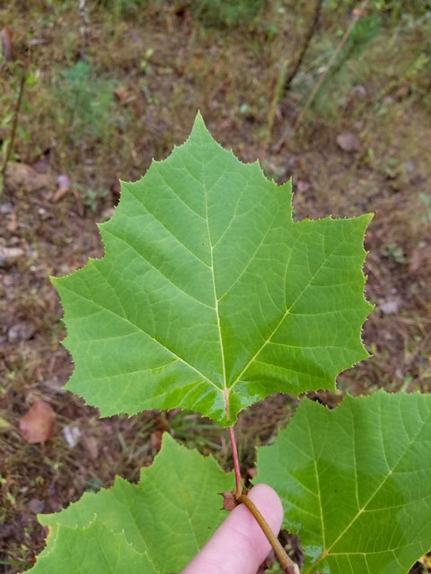 sycamore leaf