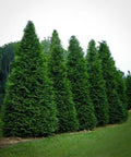 Thuja Green Giant for sales