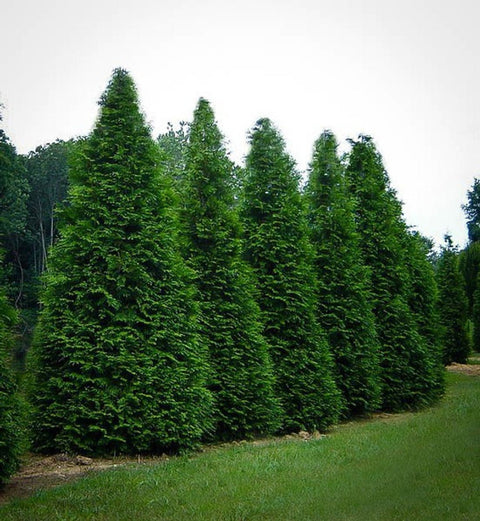 Thuja Green Giant for sales