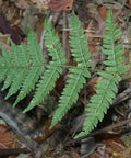 Toothed Wood Fern for sales