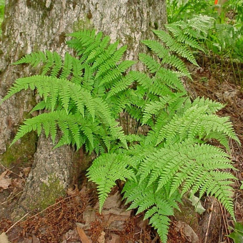 Toothed Wood Fern for sales