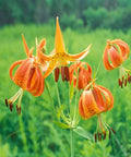 Turk's Cap Lily for sales