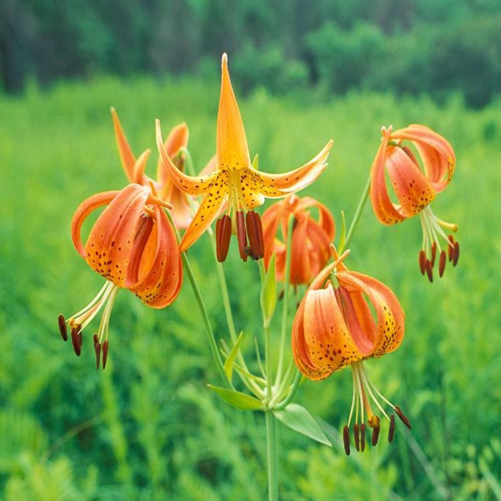 Turk's Cap Lily Bulbs For Sale | Buy 1 Get 1 Free | Perennials