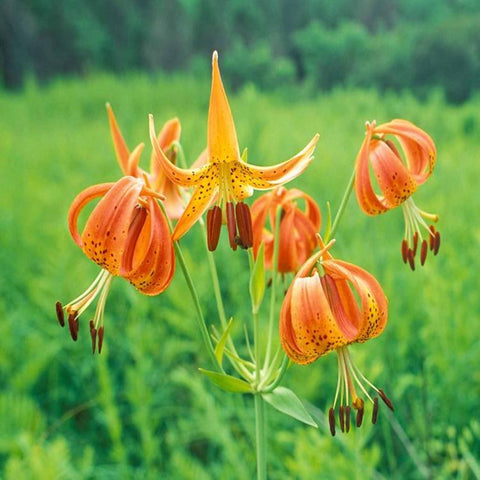 Turk's Cap Lily for sales