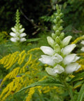 White turtlehead