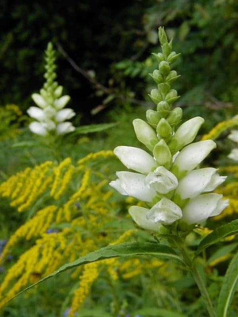 White turtlehead