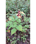 White Baneberry for sales