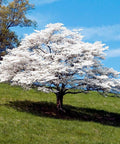 White Dogwood for sales