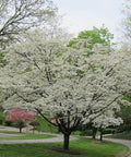 White Dogwood for sales