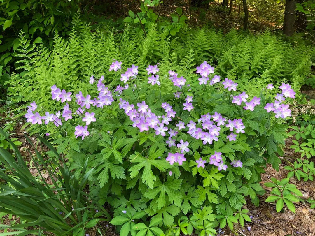 Wild Geranium For Sale| Buy 1 Get 1 Free | Native Perennials