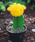 Yellow Moon Cactus for sales