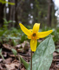 Yellow Trout Lily for sales